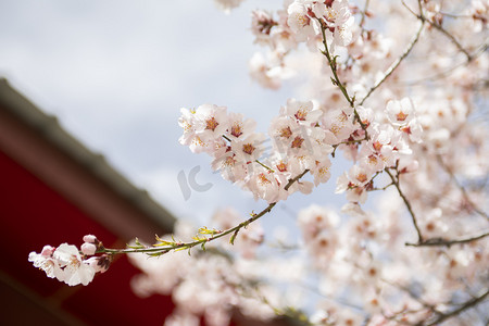 春天桃花花枝摄影图