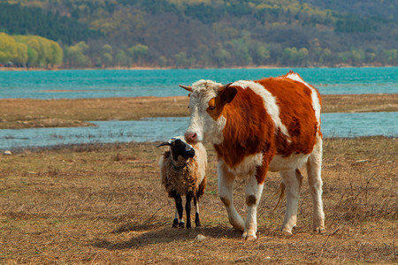 牛摄影照片_牛与羊自然和谐相处摄影图