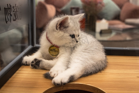 一只灰白色美短幼猫摄影图