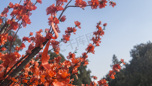 仿真动物车饰摄影照片_植物红色仿真桃花摄影图