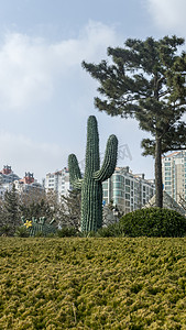 清风正气摄影照片_植物系列之巨型仙人掌高清风摄影图