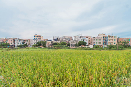 水稻农作物摄影图
