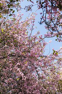 春天盛开桃花杏花自然风景摄影图