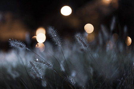 夜空下草丛摄影图
