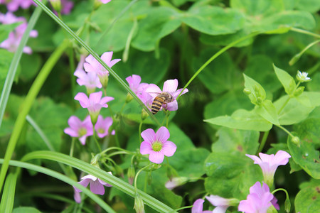 三叶草花上采蜜蜜蜂侧面特细摄影图