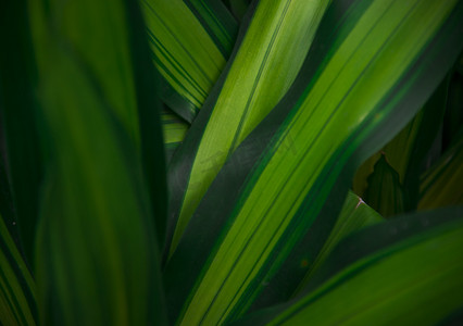 静物之植物