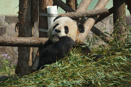 熊猫摄影照片_熊猫吃竹子摄影图
