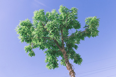 公园景色摄影照片_风中一棵树蓝天摄影图