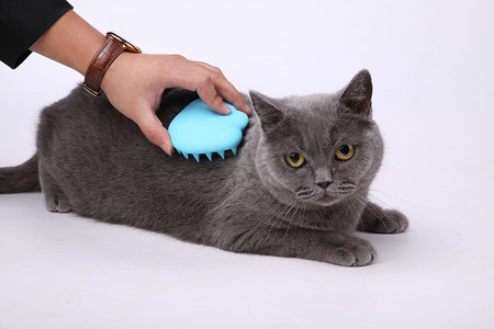 猫咪梳毛发摄影图