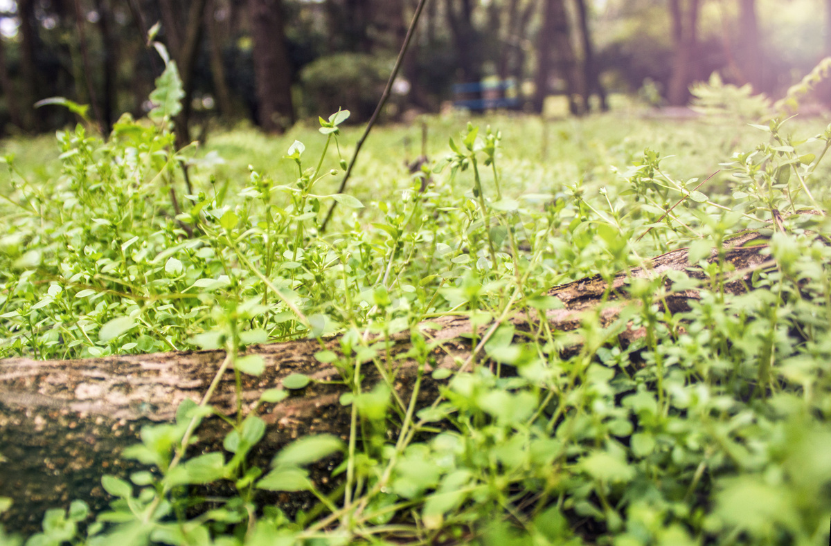 春天小草树木植物自然风景摄影图