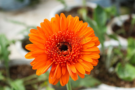 一朵橘黄色非洲菊摄影图