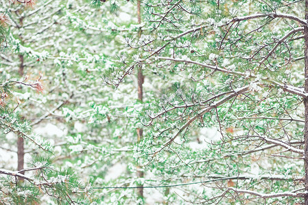 初冬字体摄影照片_松树林大雪过后白雪覆盖摄影图