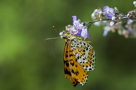 蝴蝶花朵摄影图