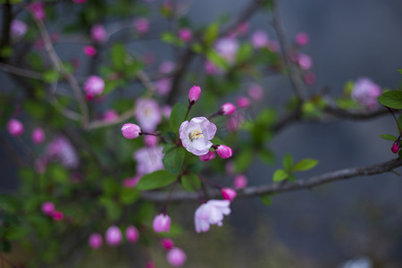 河边桃花盛开摄影图