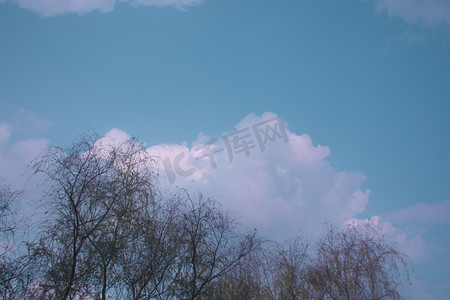在树下说话的男女摄影照片_蓝天白云下树木自然风景摄影图