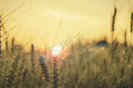 麦子阳光摄影图