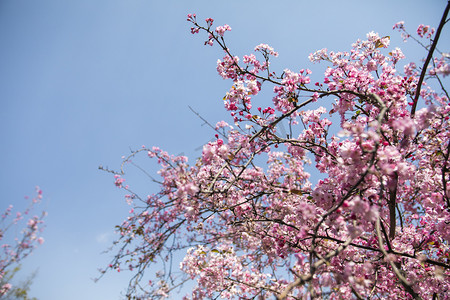 一片桃花林摄影照片_春天盛开桃花花枝自然风景摄影图