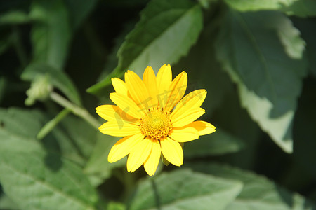 夏季春季黄花植物绿叶摄影图