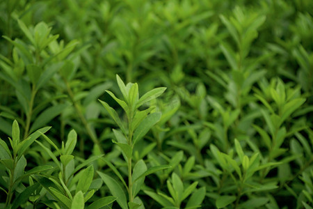 绿色茶叶摄影图