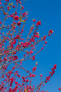 露珠桃花摄影照片_蓝天下桃花树枝自然风景摄影图