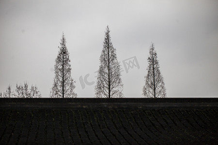 杭州植物园树木土地摄影图