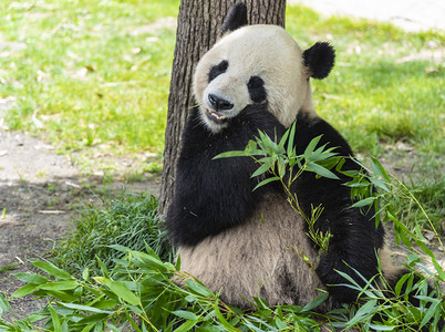 吃西瓜熊猫摄影照片_靠着树吃竹子熊猫摄影图