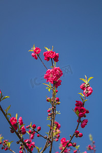 常见鲜花碧桃自然风景摄影图