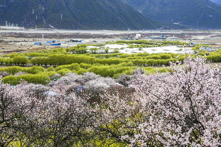 西藏林芝桃花谷摄影图