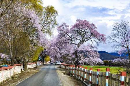 公路两旁桃花树摄影图