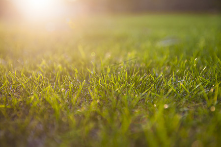 阳光下草地特写自然风景摄影图
