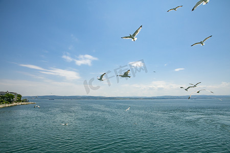 出海摄影照片_海上一群海鸥摄影图