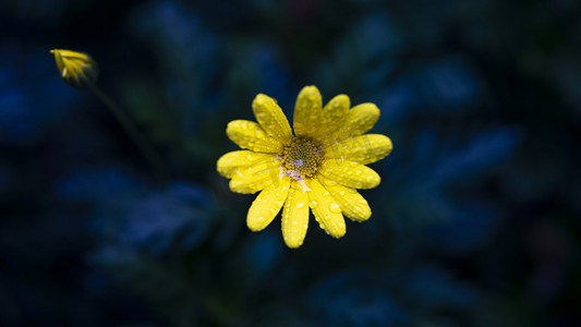 锡纸黄花鱼摄影照片_雨后植物黄色小花摄影图