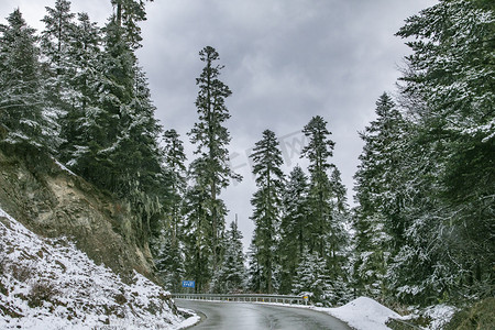 松树公路山摄影图