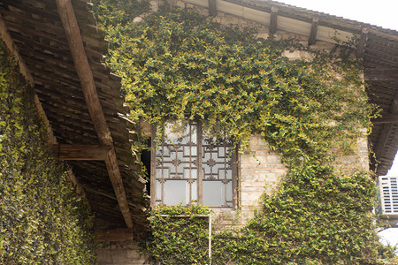 藤蔓摄影照片_爬满绿色藤蔓植物的房子摄影图