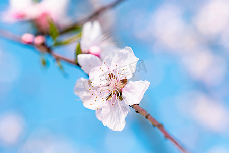 春天桃花特写摄影图