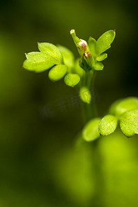 绿色微距植物摄影摄影图