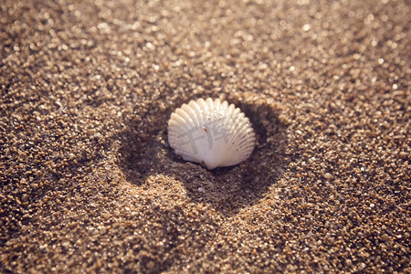沙滩摄影照片_沙滩上白色贝壳自然风景摄影图