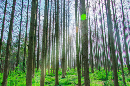 森林阳光摄影图
