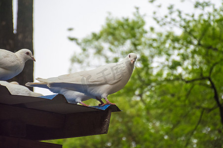屋顶休息白色鸽子摄影图