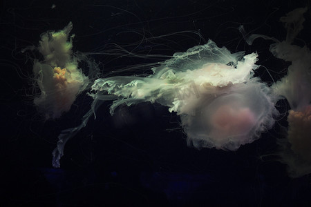 深海蛋黄拉丝水母摄影图