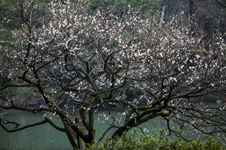 杭州冬天摄影照片_冬季杭州植物园白梅树木拍摄