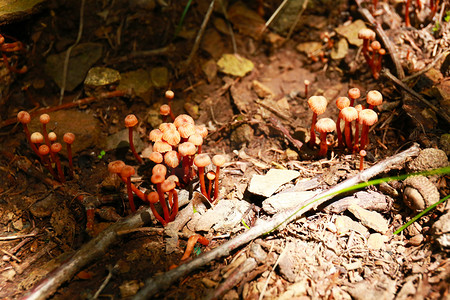 蘑菇摄影照片_野地蘑菇摄影图