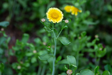 田野里野菜花摄影图