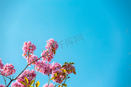 紫花风铃木摄影图