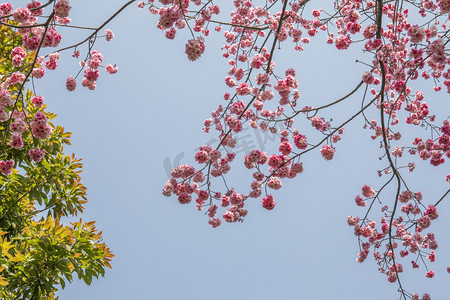 春天桃花盛开花枝摄影图