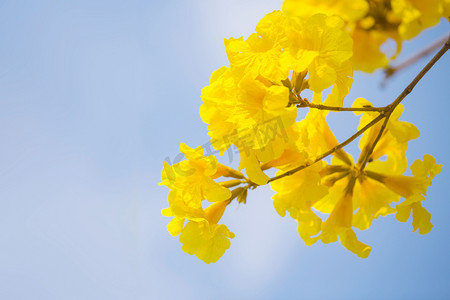 黄色卡通热气球摄影照片_黄色风铃木南方春天摄影图