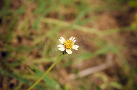 清新白色小雏菊自然风景摄影图