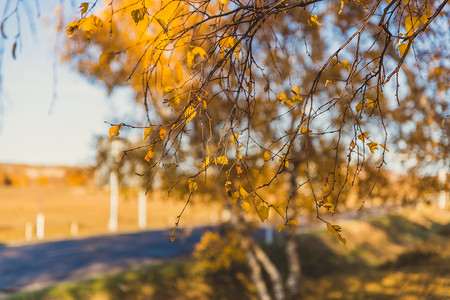 秋天草原季节公路白桦树摄影图