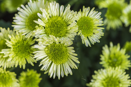 绿色菊花摄影图