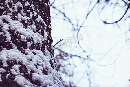 被白雪覆盖老树根摄影图